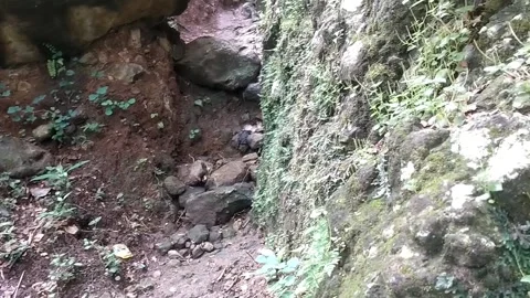 Green Life on the Rocks Stock Footage 329241599
