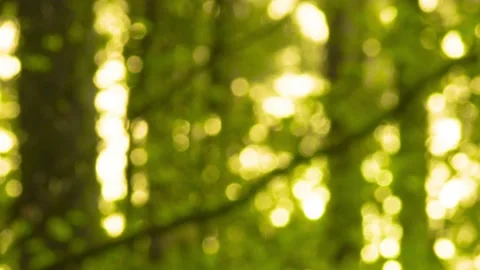 Green light in the forest Stock Footage 194521951