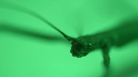 Green light source shifts around a stick insects head Stock Footage 117350728