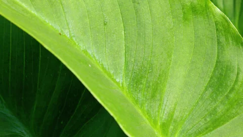 Green Lilly leaf, close up with warm sunlight. Stock Footage 243717349