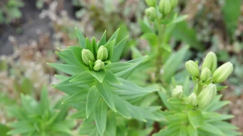 Green lily flower buds growing on stem in summer garden Stock Footage 338200341