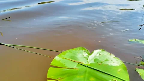 Green lily pad floating on calm lake water Stock Footage 340528995