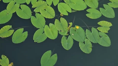 Green lily pads are floating on dark water with small yellow flowers among them, Vidéo 344527964