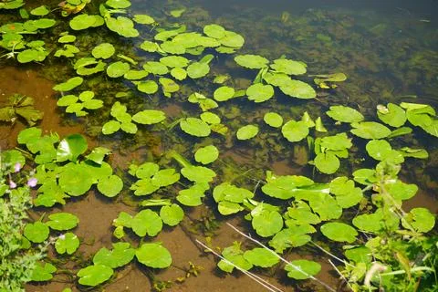 Green Lily Pads Float On Clear Water With Submerged Plants In Farndon, England. Stock Photos