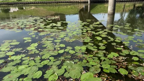 Green lily pads floating on dark pond water Vídeo Stock 339366601