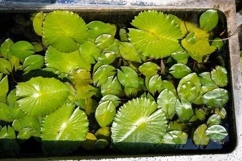 Green lily pads floating in small water garden Bangkok Stock Photos
