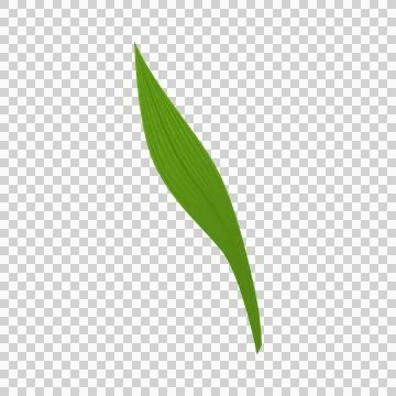 Green lily of the valley leaf vector on transparent background. 스톡 일러스트