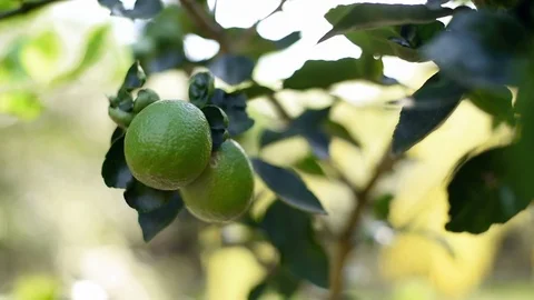 Green lime farm. Stock Footage 100304629