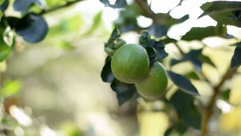 Green lime farm. Stock Footage 100304684