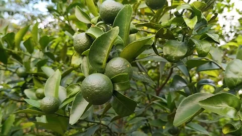 Green lime Stock Footage 320034784