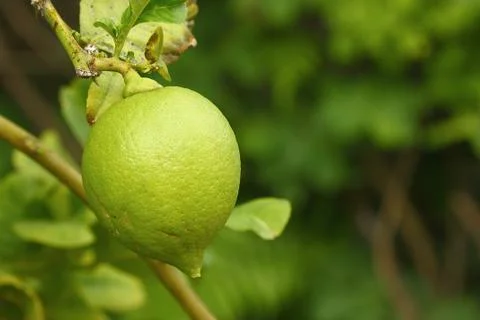 Green lime fruit Stock Photos