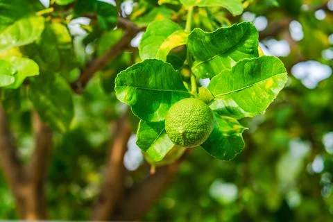 A green lime fruit on a tree branch Stock Photos