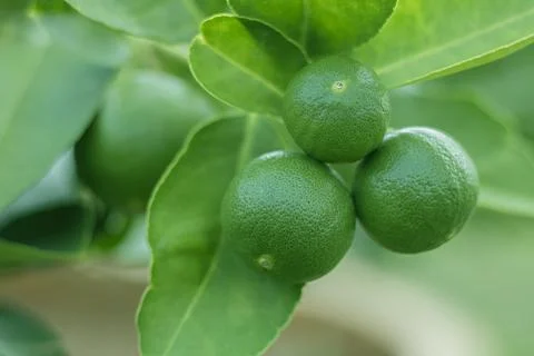 Green lime in the garden Stock Photos