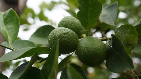 Green lime with green leaf Foto stock