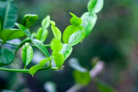 Green lime leaf Stock Photos