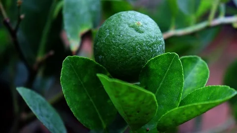 Green Lime or Lemon Tree Stock Footage 107175410