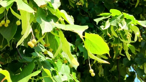 Green Lime Tree Branch, Lime Tree with Green Leaves Stock Footage 159751671