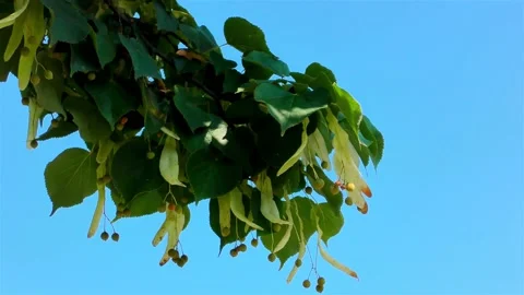 Green Lime Tree Branch, Lime Tree with Green Leaves Stock Footage 159751686