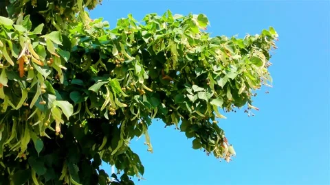 Green Lime Tree Branch, Lime Tree with Green Leaves Video stock 159751694
