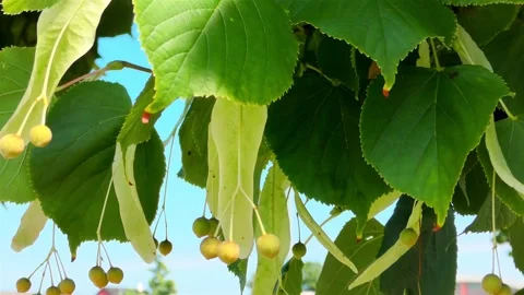 Green Lime Tree Branch, Lime Tree with Green Leaves Stock Footage 159751696