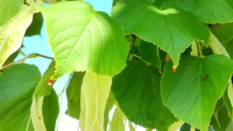 Green Lime Tree Branch, Lime Tree with Green Leaves Stock Footage 159751736