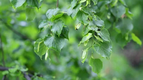 Green lime tree branches swaying in the wind during rain Stock Footage 334719067