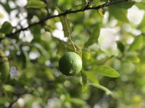 Green lime on the tree close up Stock-Fotos