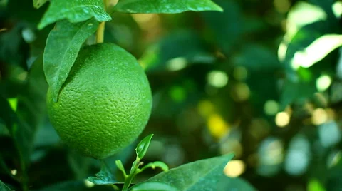 Green lime tree growing fresh citrus 스톡 동영상 56057678