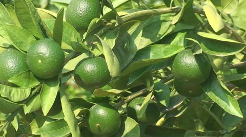 Green lime tree growing fresh citrus,  natural sunny background Vídeos de archivo 65867396