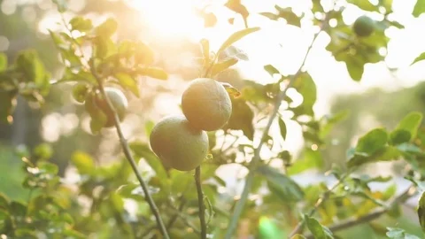Green lime tree growing fresh citrus Stock Footage 74712258