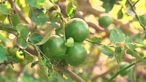 Green lime tree growing fresh citrus Stock Footage 75790913