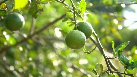 Green lime tree growing fresh citrus Stock Footage 75790930