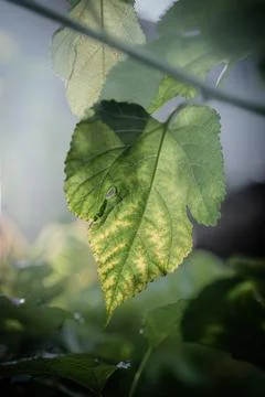 Green Lime Tree Leaf. Backgrounds and Textures Stock Photos
