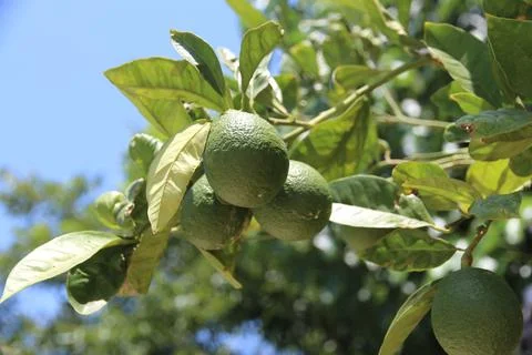 Green limes dangles from a tree branch adorned with green leaves against a clear Stock Photos
