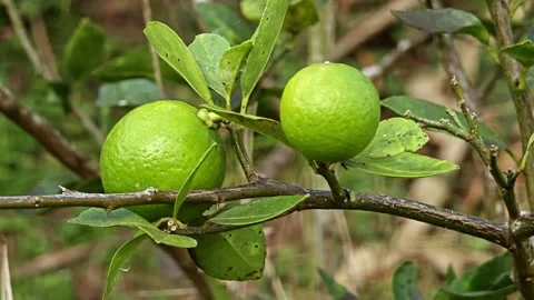 Green limes on a tree. Stock Footage 305722609