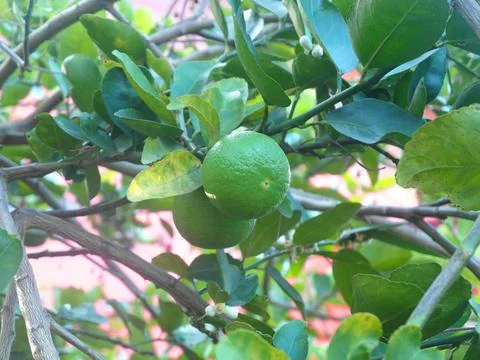 Green limes on a tree. Stock Photos