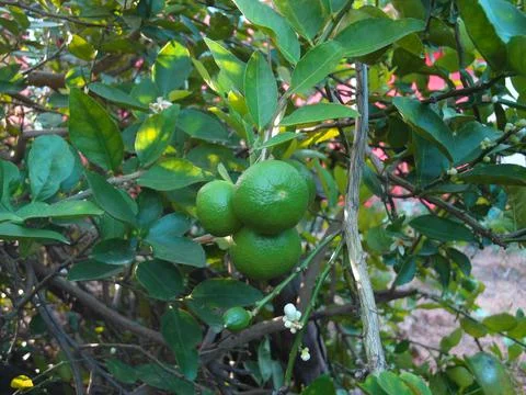 Green limes on a tree. 写真素材