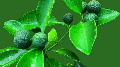Green Limo Fruit Video Video stock 219878329