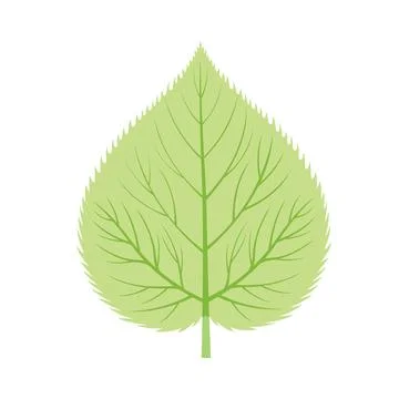 Green Linden Leaf Vector Illustration Stock Illustration