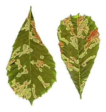 Green linden leafs random damaged with bacteria closeup isolated on white. Stock Photos