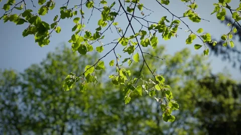 Green linden leaves in spring Stock Footage 241832959
