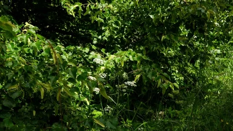 Green Linden Tree Foliage Stock Footage 340877877
