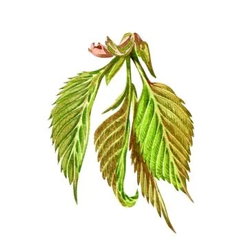 Green linden tree leaf isolated on white background. Watercolor hand drawing Stock Illustration