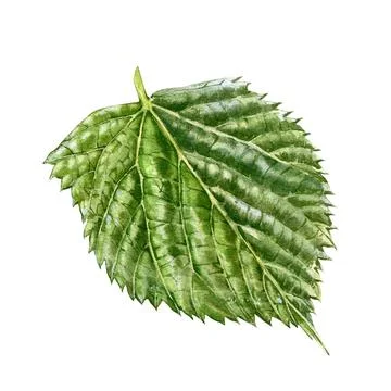 Green linden tree leaf isolated on white background. Watercolor hand drawing Stock Illustration