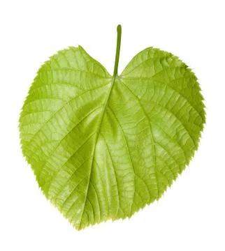 Green linden-tree leaf Foto stock