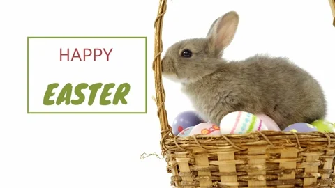 Green line appearing left, HAPPY EASTER animating, gray bunny moving, sniffing Stock Footage 328224148