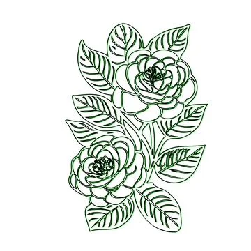 Green line art floral illustration with two roses and leaves Illustrazione stock