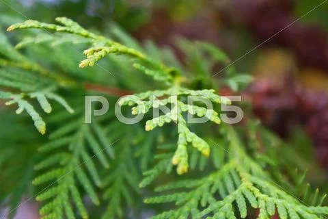 Green line Stock Photos