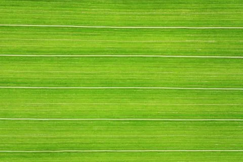 Green Line Stock Photos