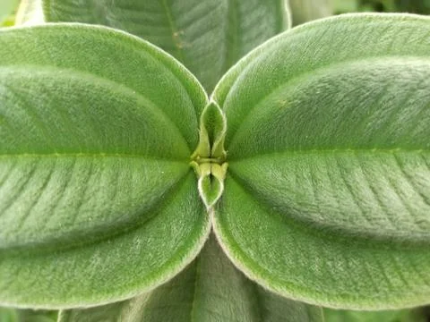 Green linear-ribbed leaves Stock Photos